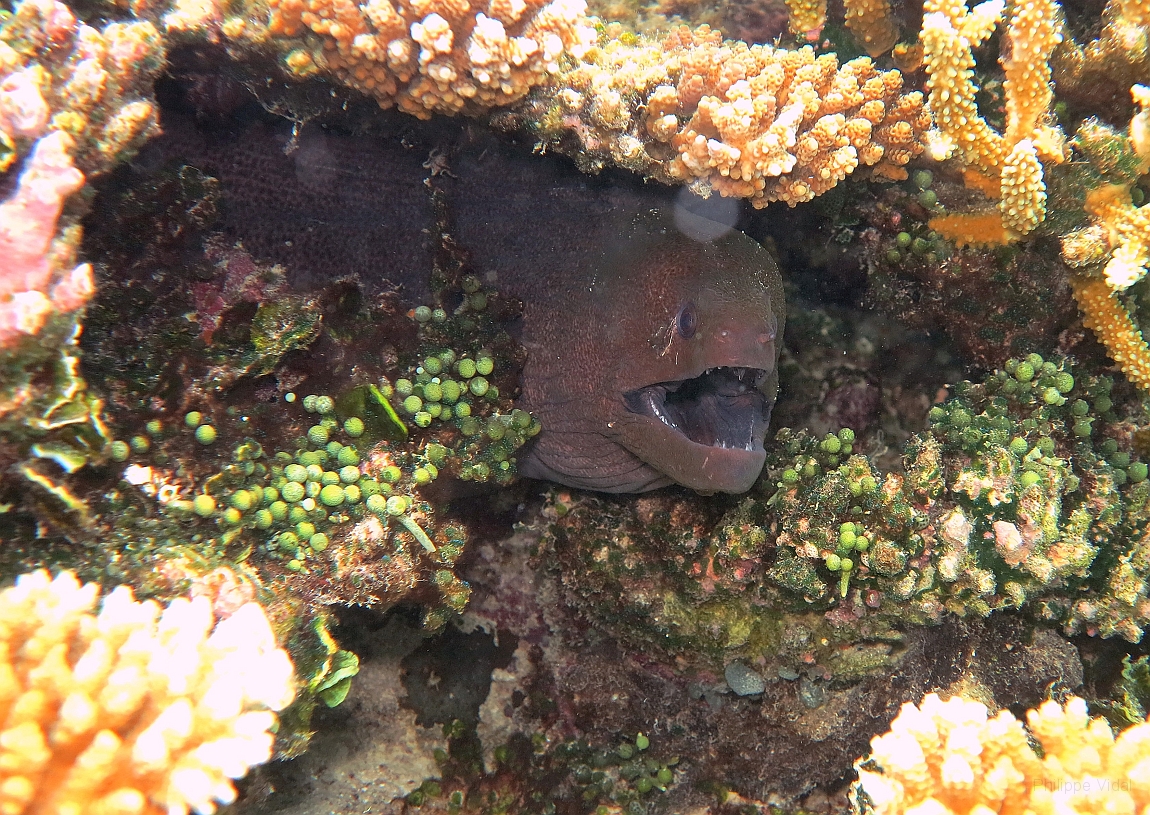 IMG_0954rf_Maldives_Madoogali_House reef_Murene javanaise_Gymnothorax javanicus.jpg